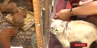 На Вінничині кішка вигодувала шістьох білченят, яких залишила власна мати