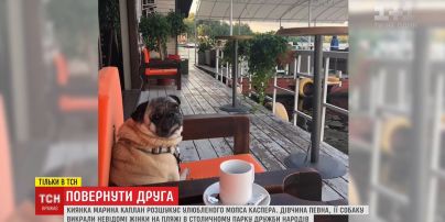 Повернути друга. Киянка розшукує мопса, якого, ймовірно, викрали посеред дня на пляжі
