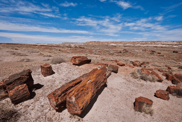 Petrified Forest National Park / © Фото з відкритих джерел