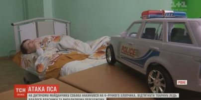 В Ровно питбуль напал на 4-летнего мальчика и порвал ему ногу