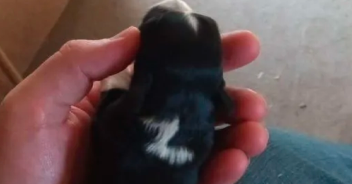 В Росії за два млн рублів продають собаку з Z-свастикою — оголошення виставляють в Інтернеті (фото)