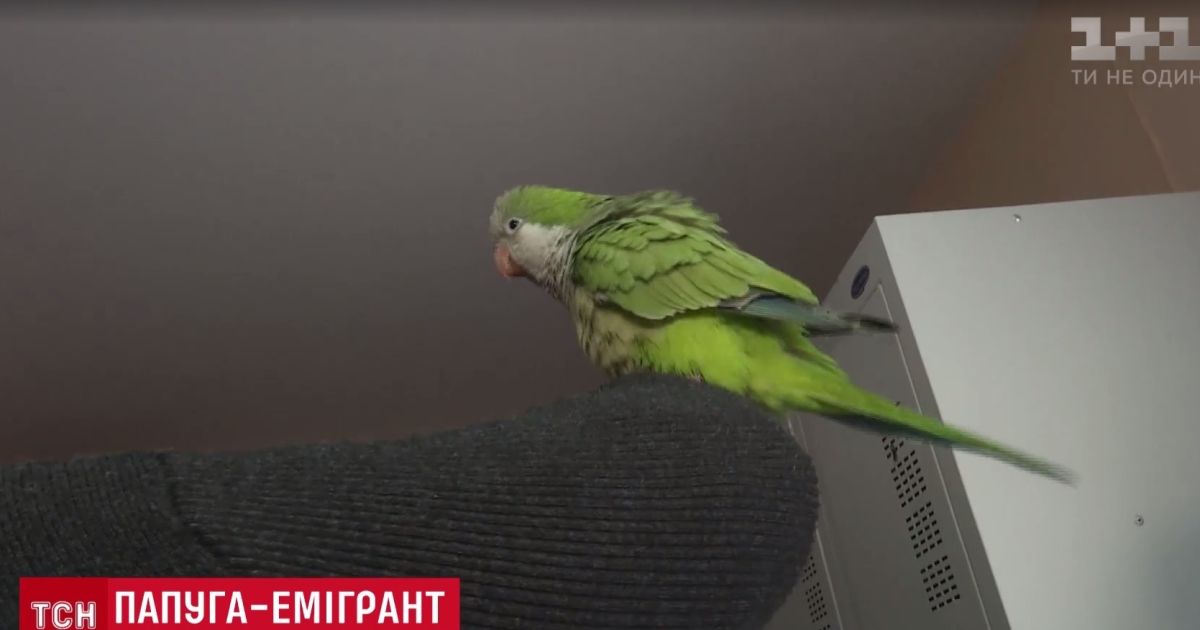 В Киеве попугай-монах "нелегально эмигрировал" в посольство США