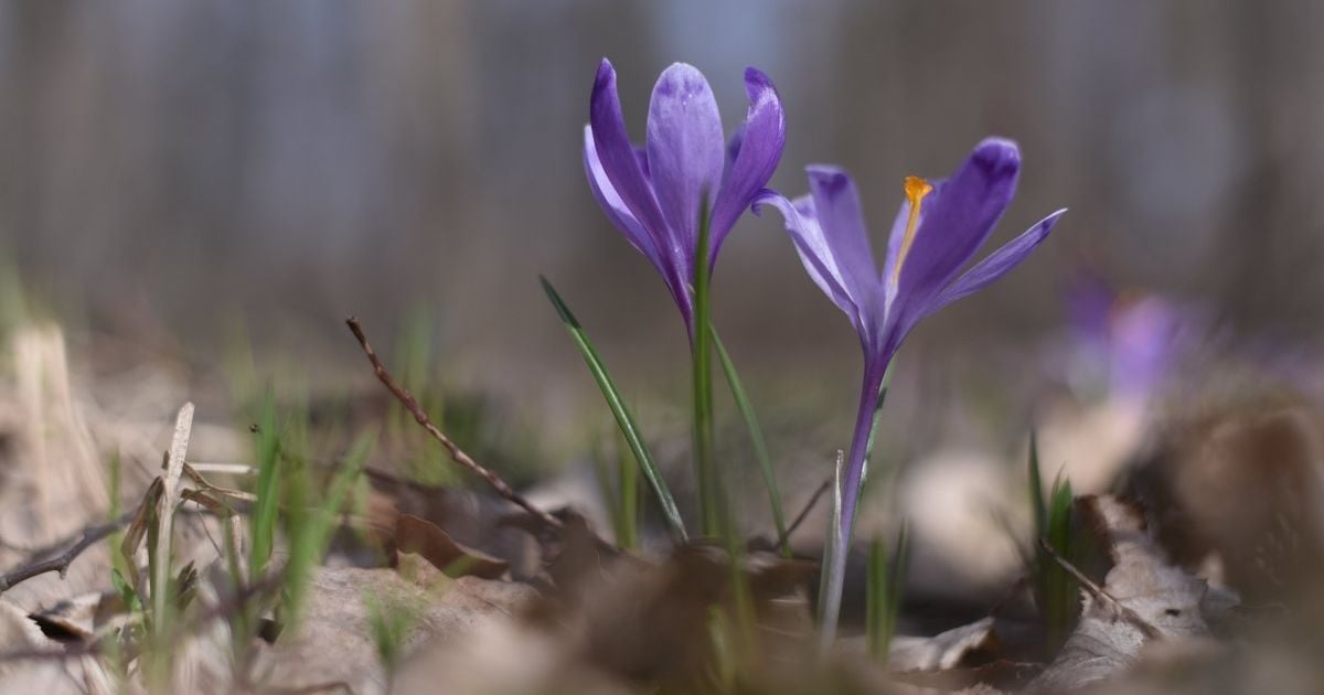 Квітень у Києві розпочався із температурного рекорду