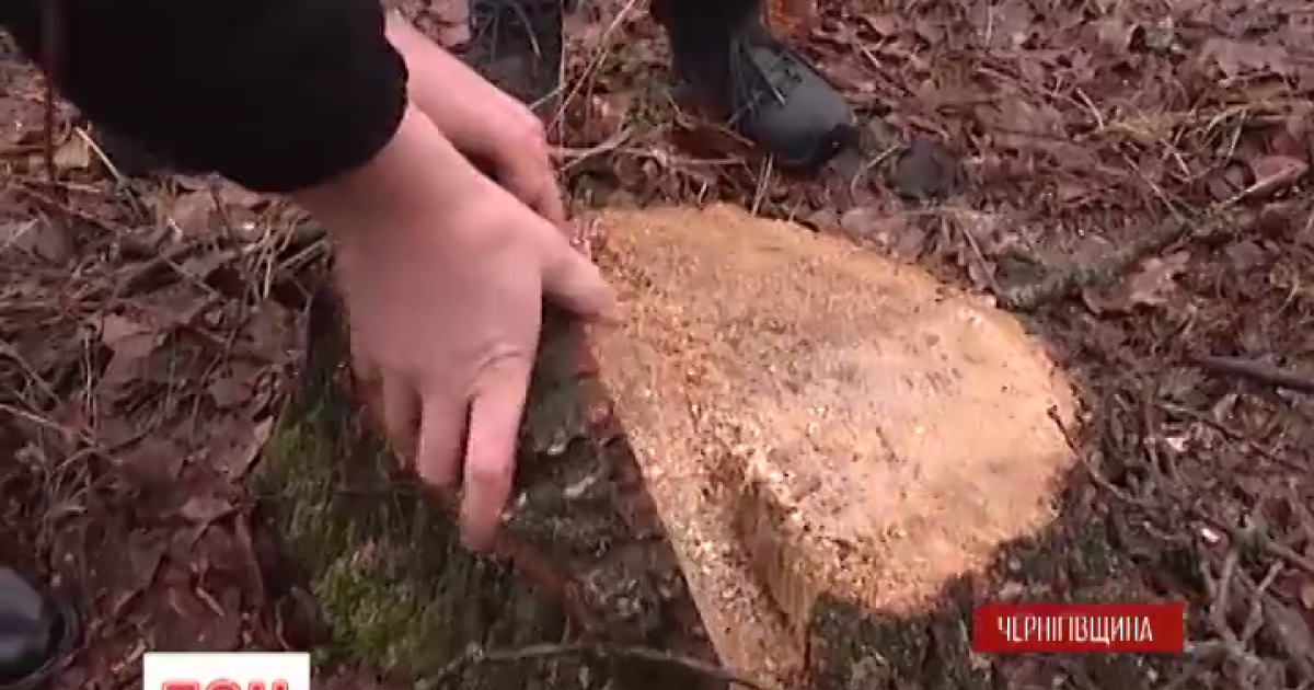 Браконьеры нагло вырубали деревья просто на глазах у судьи