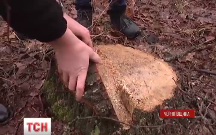 Дубовая лихорадка: на Черниговщине браконьеры нагло вырубали деревья просто на глазах у судьи