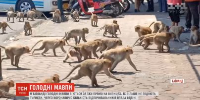 В Таиланде голодные обезьяны просто на улицах дрались за еду