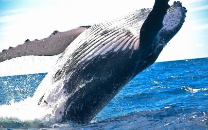 В Аргентине кит купался с отдыхающей, а тунцы в Хорватии устроили редкую охоту