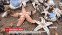 Из-за аномальных морозов в Великобритании погибли тысячи морских звезд