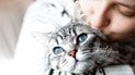Як коти допомагають зберегти наше психічне здоровʼя 
