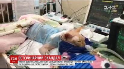 В Киеве владелица кота обвиняет ветеринаров в убийстве ее любимца