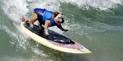Собаки на волнах. В Калифорнии устроили забавные соревнования по серфингу для животных