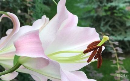 Как ухаживать за королевскими лилиями во время цветения и после него