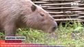 Новоселье у капибара, эвакуированного из-под обстрелов