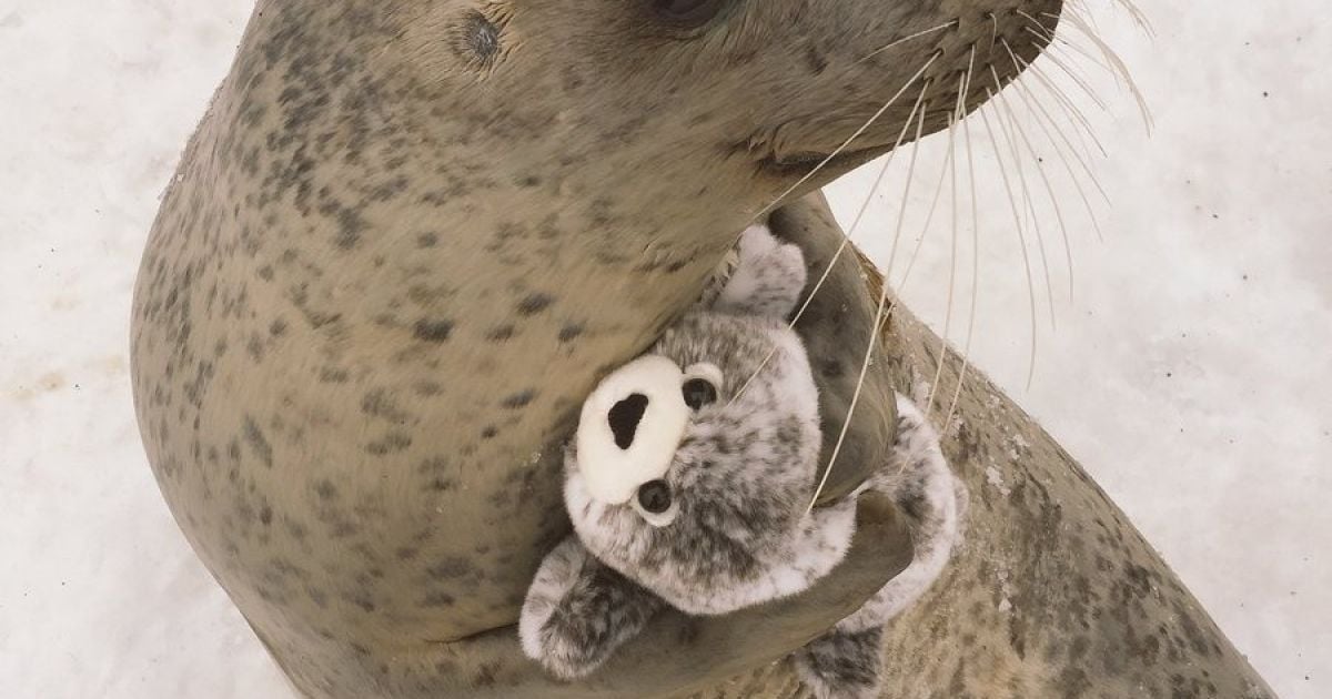 "Мимимишность зашкаливает": тюлень, обнимающий игрушечного тюленя, растрогал юзеров