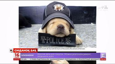 В Тайване в милицию взяли маленького лабрадора