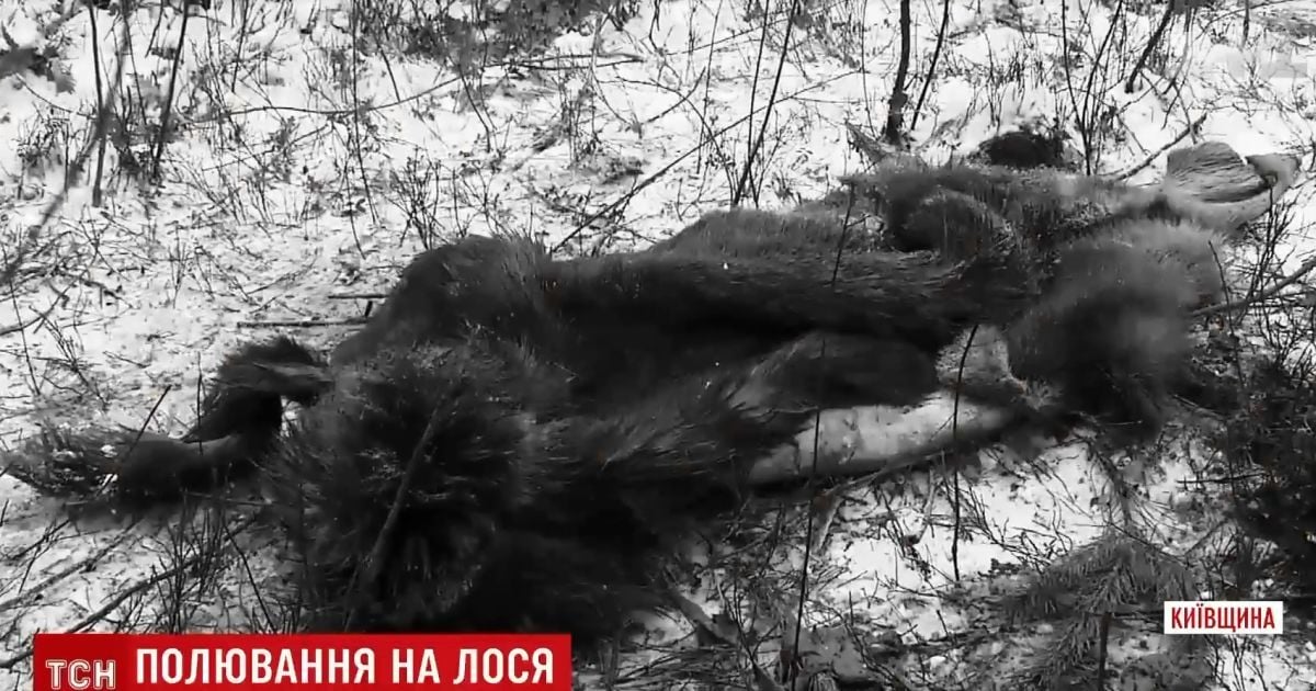 Под Киевом дерзко застрелили и прямо среди леса разделали тушу беременной лосихи