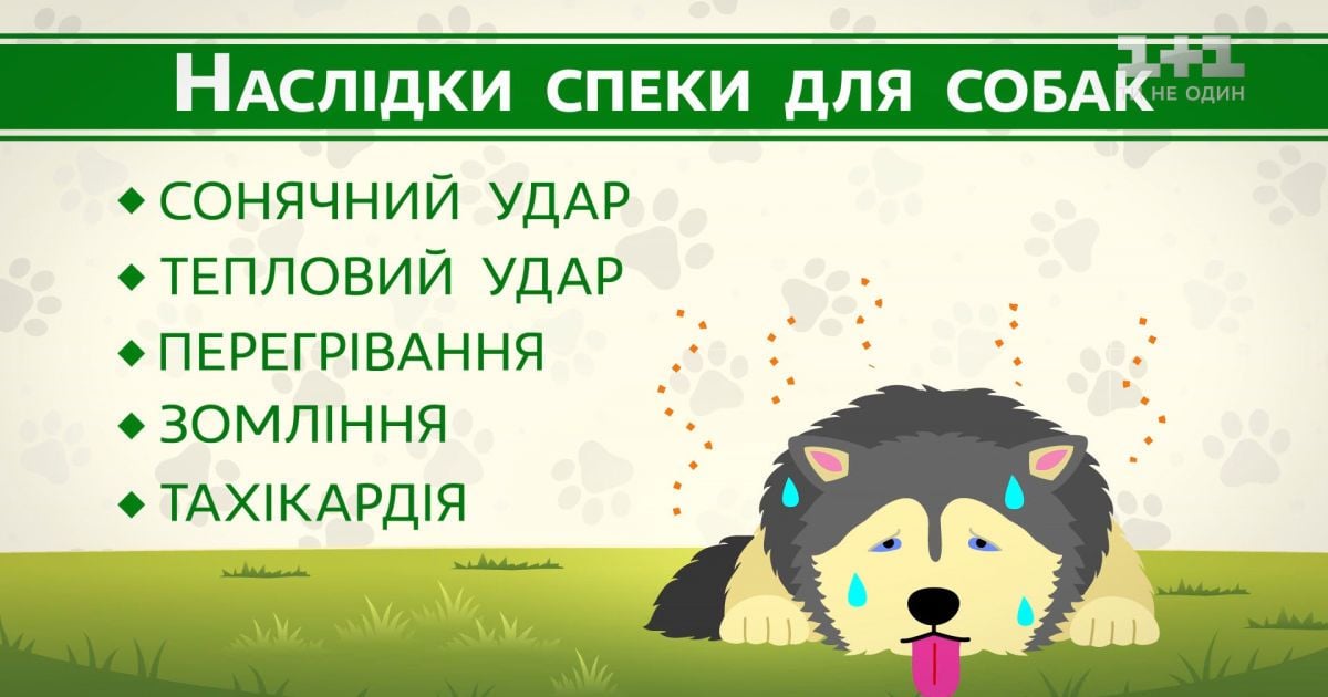 Как защитить собаку от перегрева и теплового удара – советы ветеринара