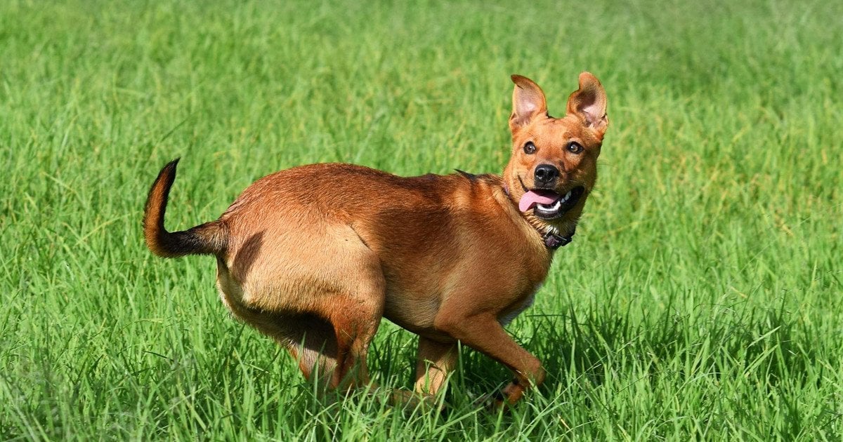 Редкие и красивые породы собак