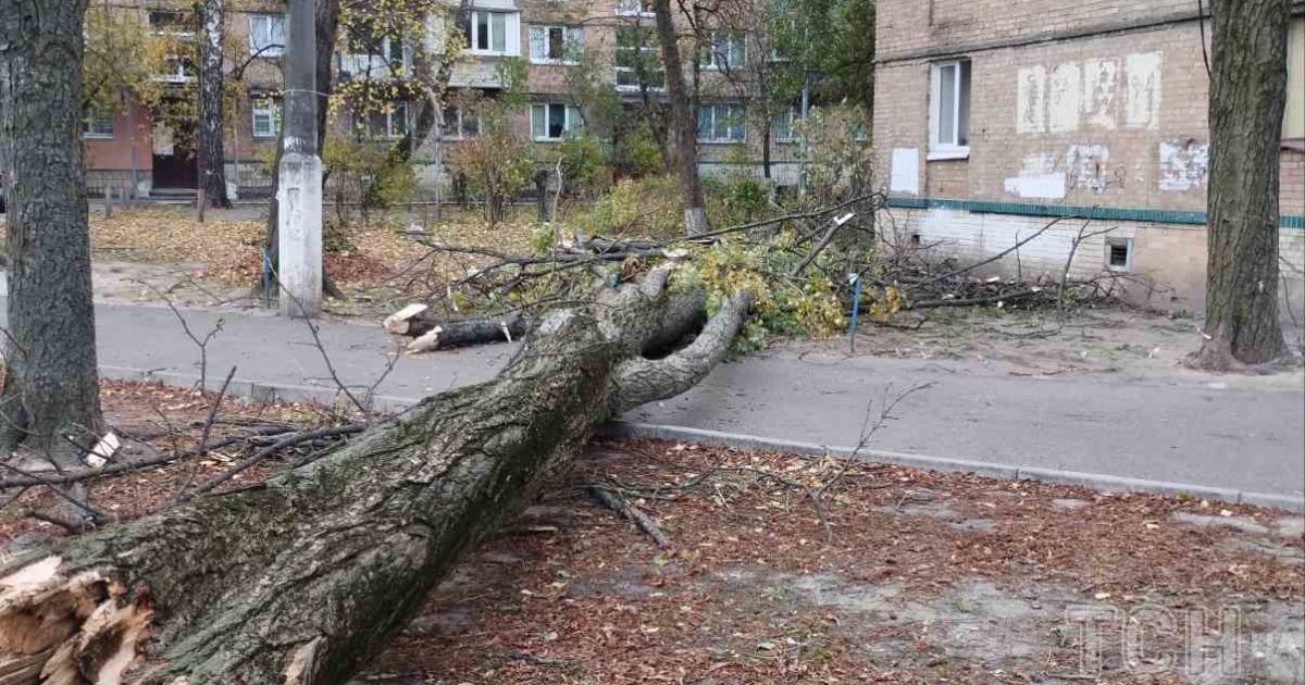 Деревопад у Києві