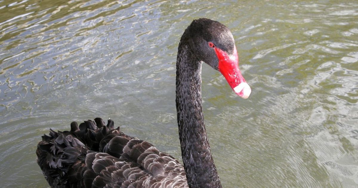 Волю пернатим: у Харківській області у дику природу випустили півтора десятка врятованих птахів (відео)