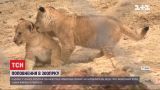 В одном из чешских зоопарков показали редких берберских львят