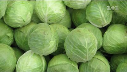 В Україні стрімко дешевшає молода капуста