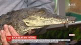 Винничане развели более трех десятков крокодилов десяти видов