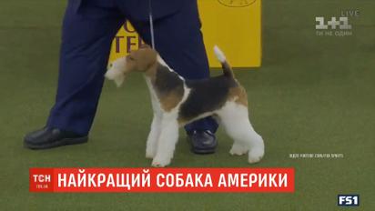 У найпрестижнішому змаганні собак у США переміг фокс тер'єр Король