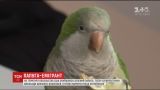 На території посольства США у Києві знайшовся зелений папуга