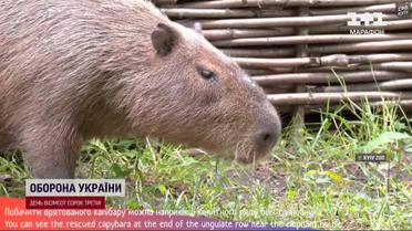 Новосілля в капібари, евакуйованого з-під обстрілів