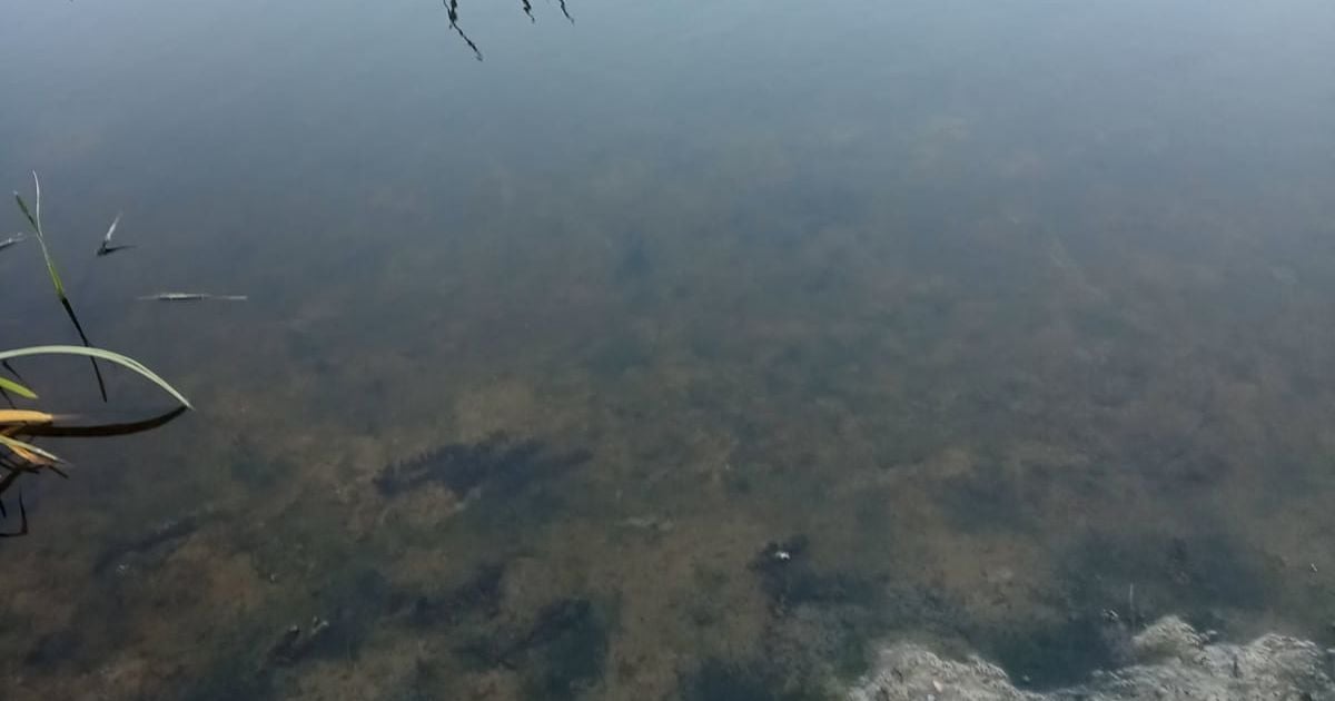 Состояние воды в реках Сейм и Десна на 18 сентября/Фото: Государственная экологическая инспекция в Сумской области