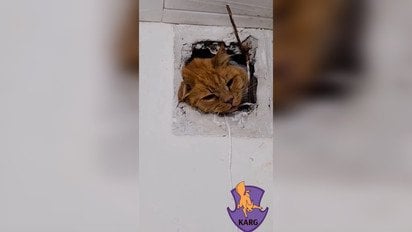 Кіт застряг в вентиляційній шахті дев’ятиповерхівки