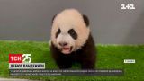 В Сингапуре зверинец наконец-то показал панденыша, который родился еще в конце лета | Новости мира