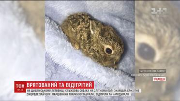 В Ірландії працівники аеропорту врятували на злітній смузі зайченя