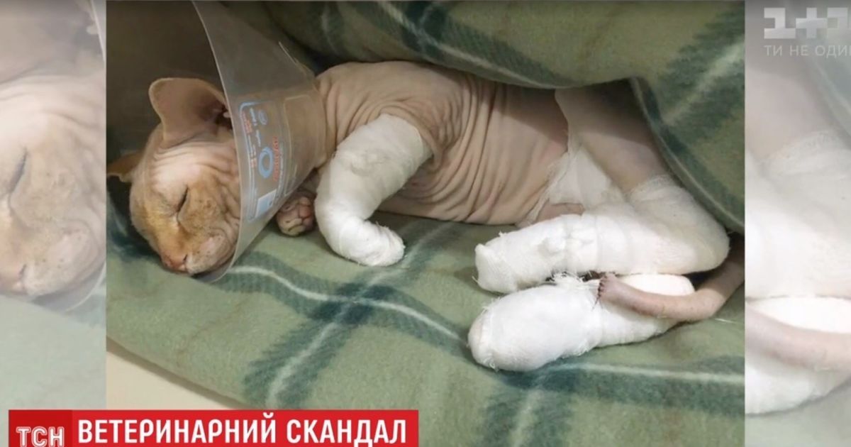 В Киеве ветеринаров обвиняют в "поджаривании" кота после операции