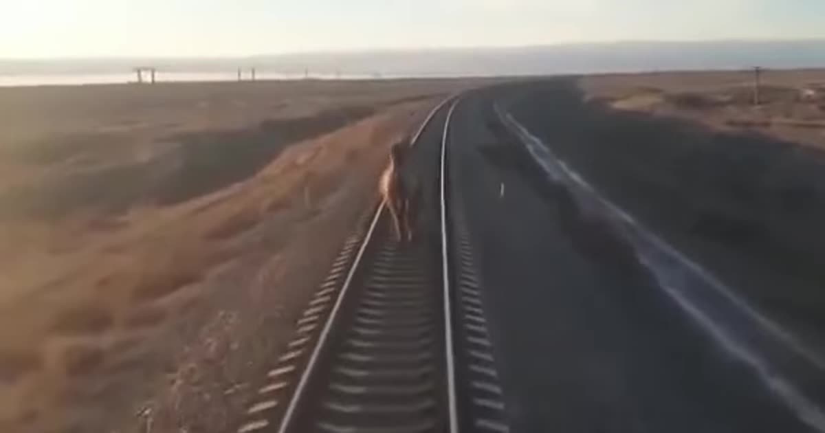 В России поезд опоздал на 40 минут из-за верблюда на железнодорожных путях