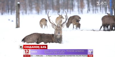 Мій Путівник. Ужгород – оленяча ферма та рибна юшка по-угорськи