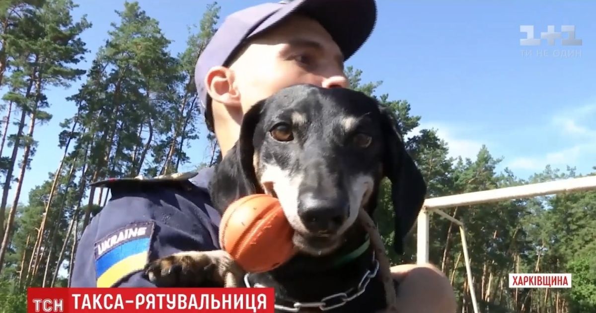 Уникальный пес: в Харькове на спасателя ГСЧС выдрессировали таксу