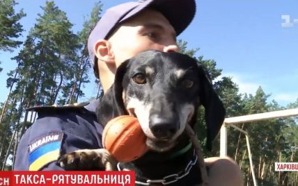 Уникальный пес: в Харькове на спасателя ГСЧС выдрессировали таксу