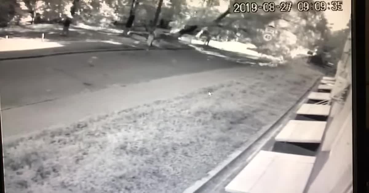 Жители Печерска жалуются на коммунальщиков после падения дерева на женщину