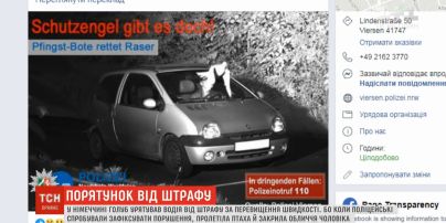 Диво на дорозі: у Німеччині голуб урятував чоловіка від штрафу