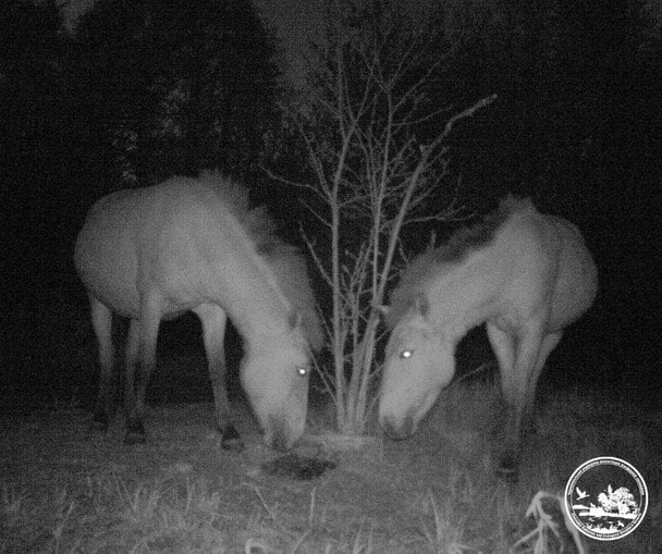 Коні Пржевальського.  / © Чорнобильський радіаційно-екологічний біосферний заповідник
