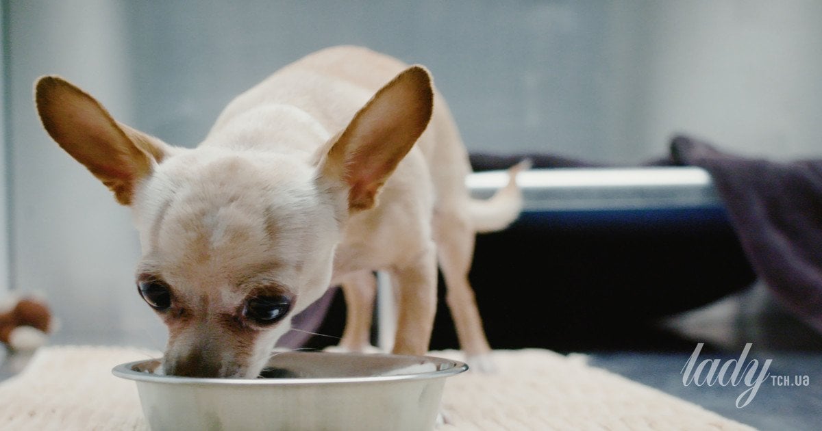 Найкращі та найгірші продукти для собак