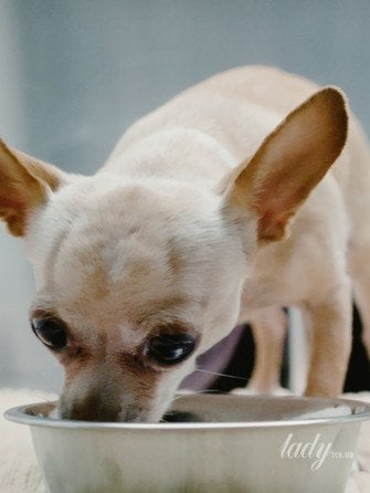 Найкращі та найгірші продукти для собак