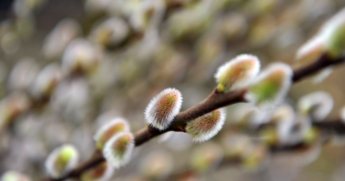 Зима, давай до свидания! В последний день февраля в Украине местами будет до 17 градусов тепла