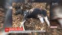 Червонокнижного молодого лося убили в перший день полювання на Чернігівщині
