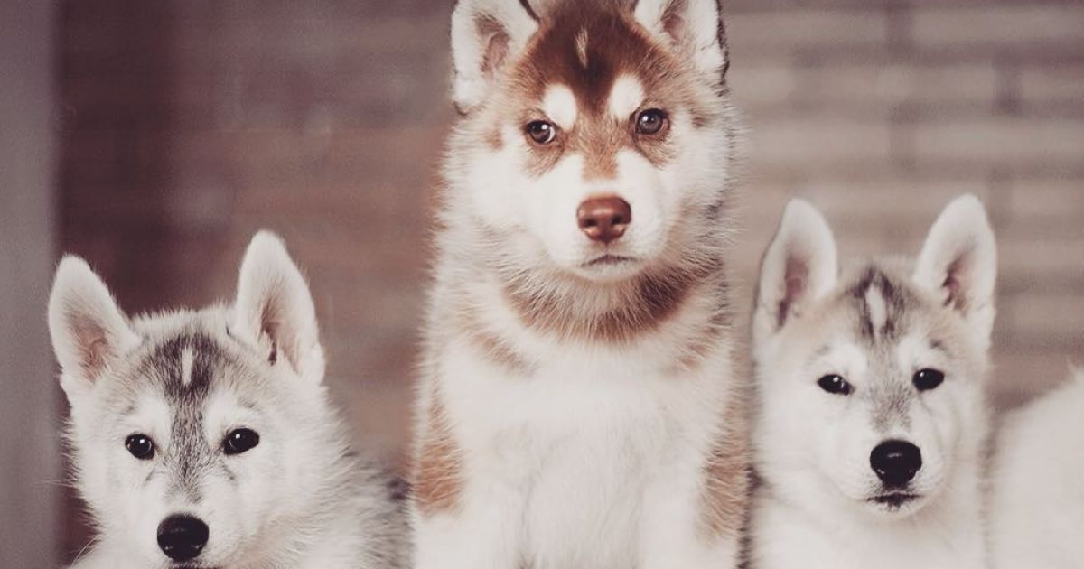 Девушка заинтересовалась этой породой три года назад / © Instagram.com/@erikaeasy