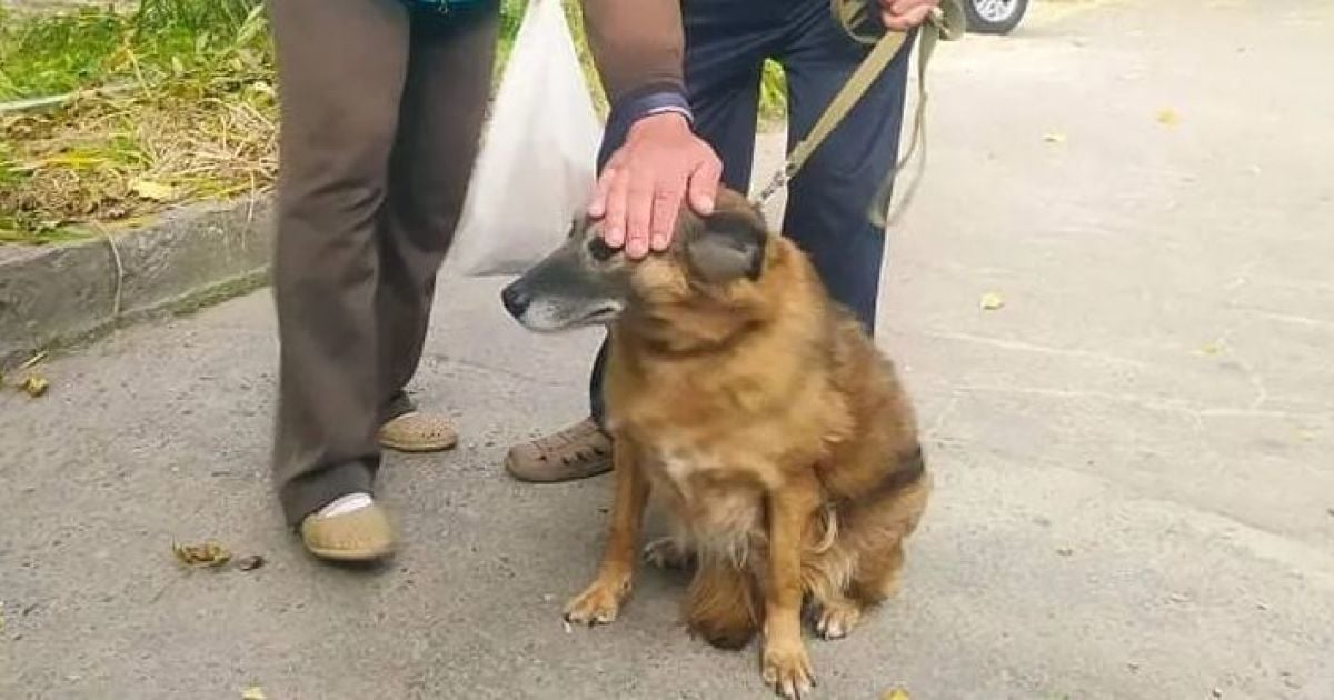 Повернули собаку в притулок через 7 років: історія Кудрі з Дніпра отримала продовження