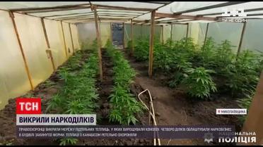 Новини України: у Миколаївській області поліцейські викрили мережу теплиць, де вирощували канабіс