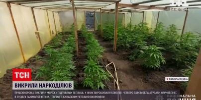 Новини України: у Миколаївській області поліцейські викрили мережу теплиць, де вирощували канабіс